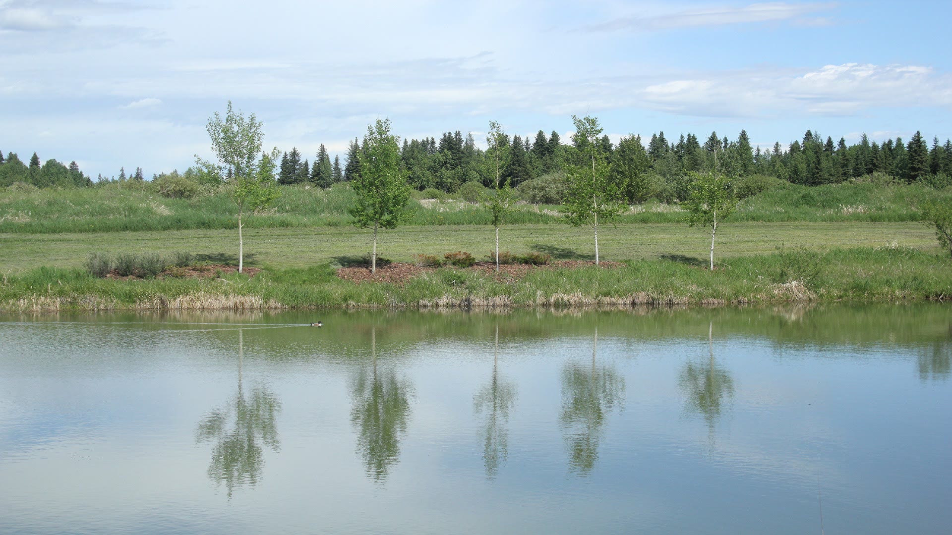 Pond and young trees in Rocky Mountain House